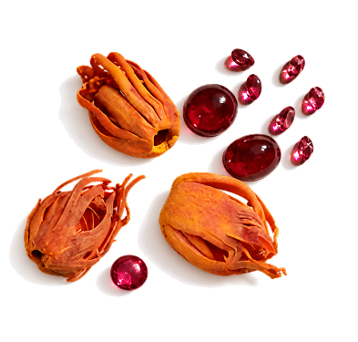 Zoya Rasika Ruby