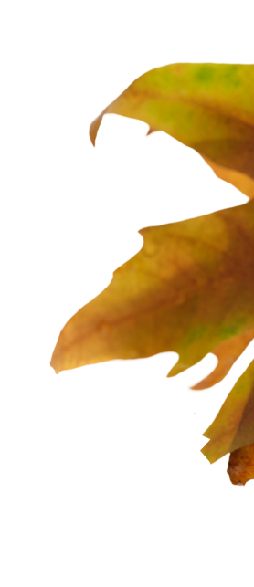 Leaf