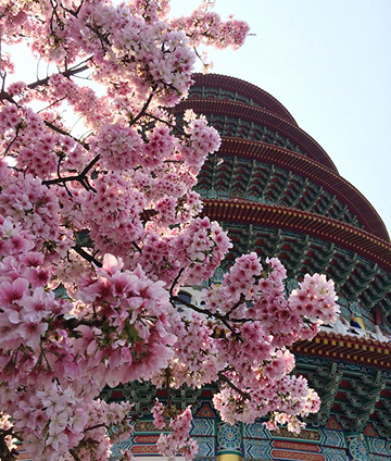 Cherry Blossom with Pagoda
